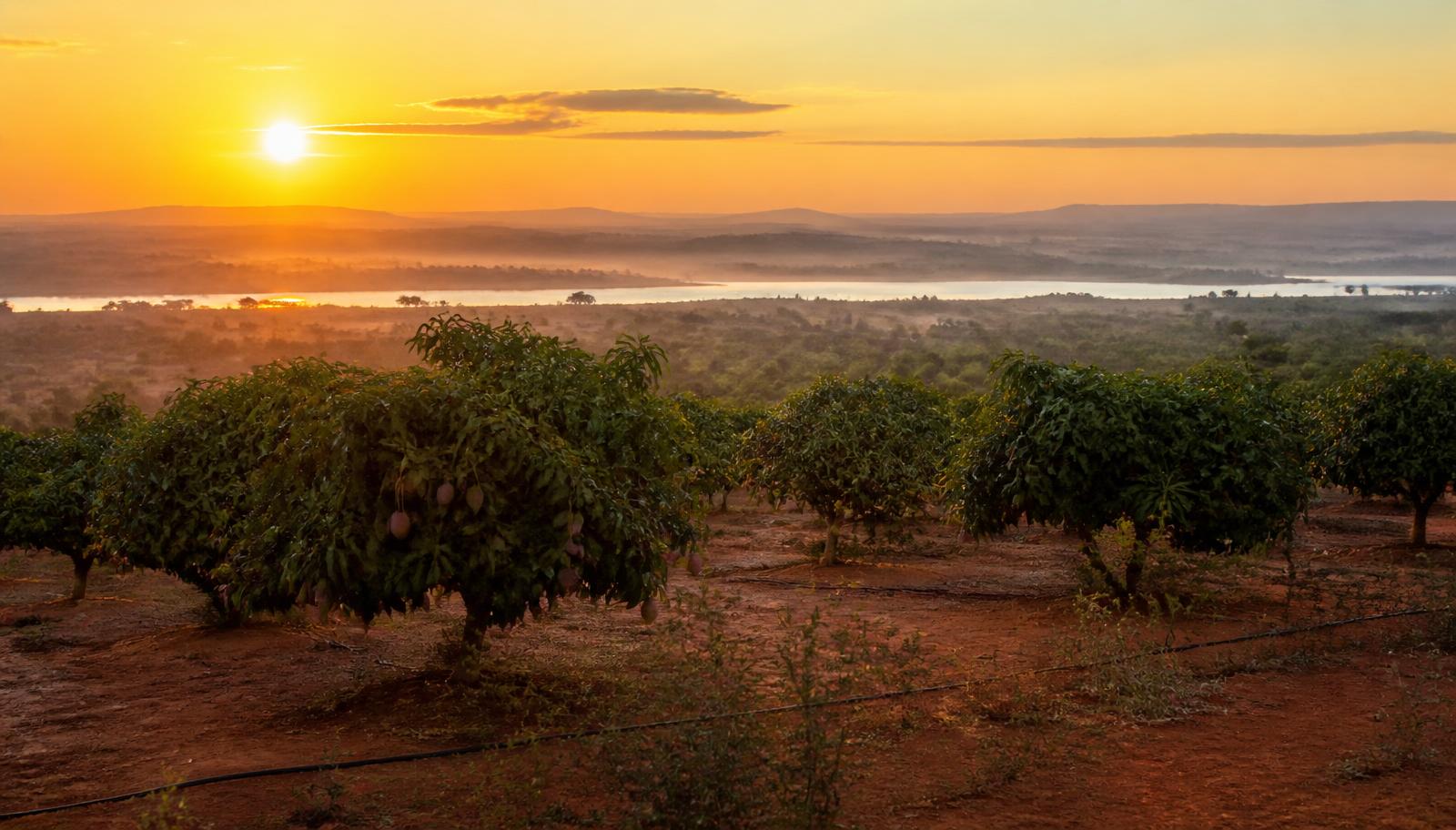 Pomar de manga irrigada ao amanhecer no Vale do São Francisco, próximo a Juazeiro, Bahia, com árvores carregadas de frutos, gotejamento em solo vermelho e o rio ao fundo